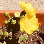 Kaktus Bed & Breakfast