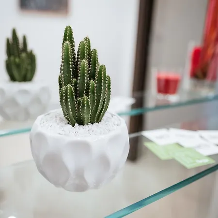 Kaktus Couette-café